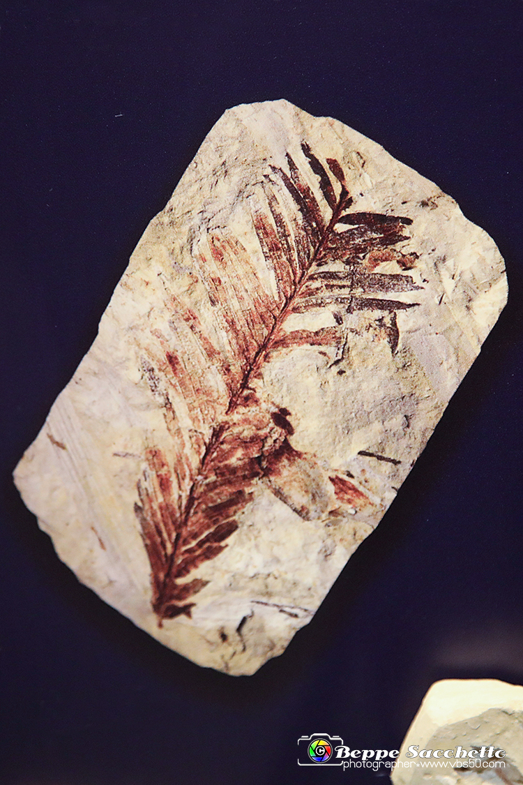 VBS_9180 - Museo Paleontologico - Asti.jpg